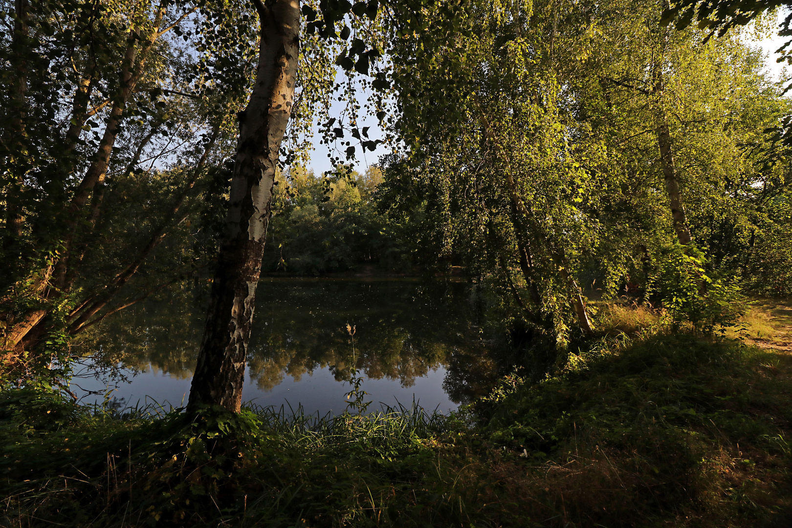 Birken am Teich Foto & Bild landschaften, wasser, bäume Bilder auf