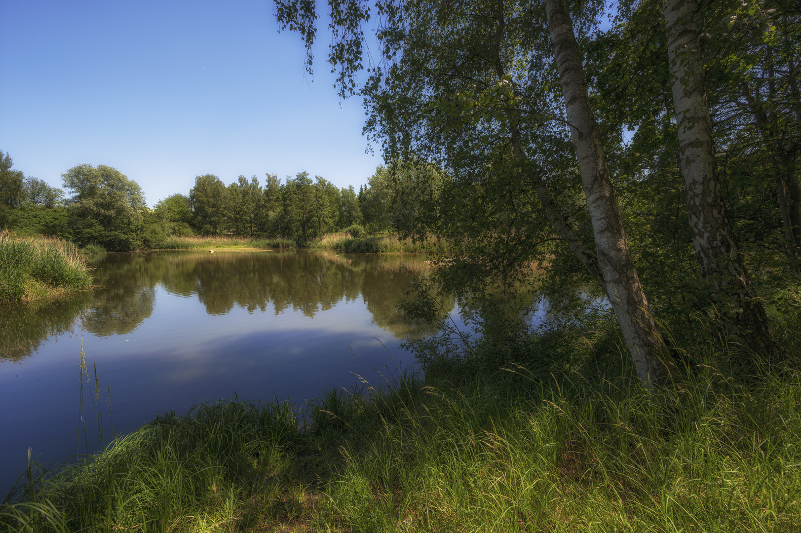 Birken am Teich