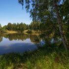 Birken am Teich