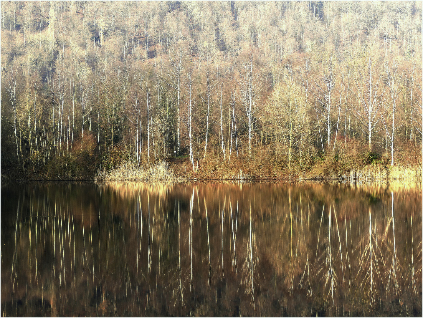 Birken am Teichrand