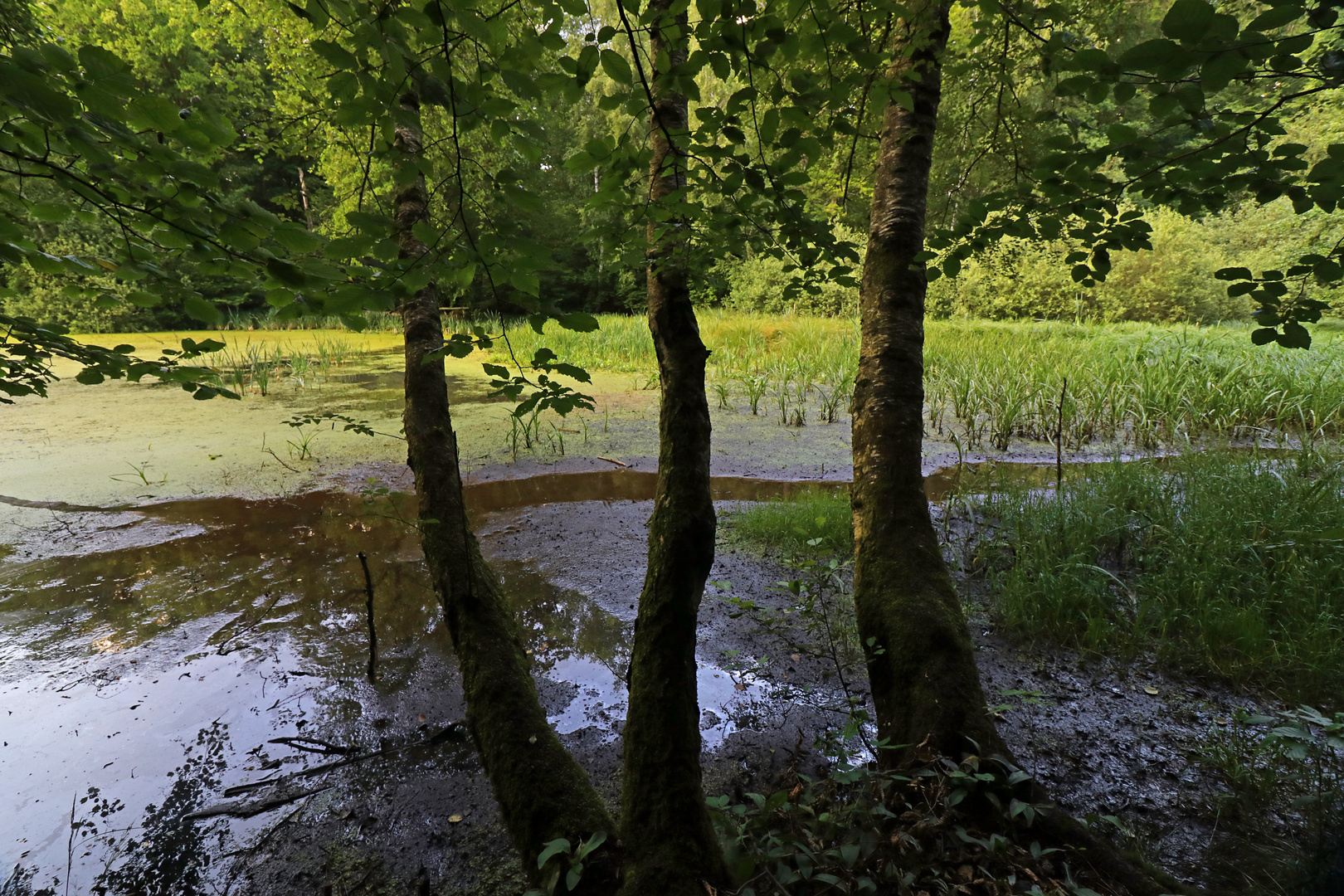 Birken am Waldweiher