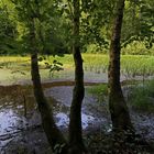 Birken am Waldweiher