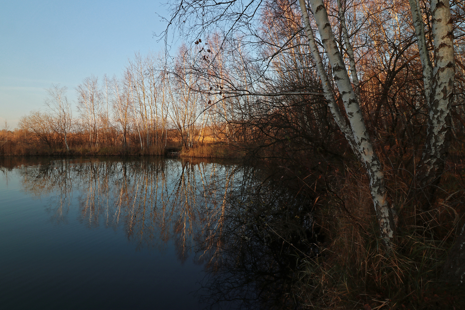 Birken am Wasser