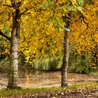 Birken am Wasser im Herbst