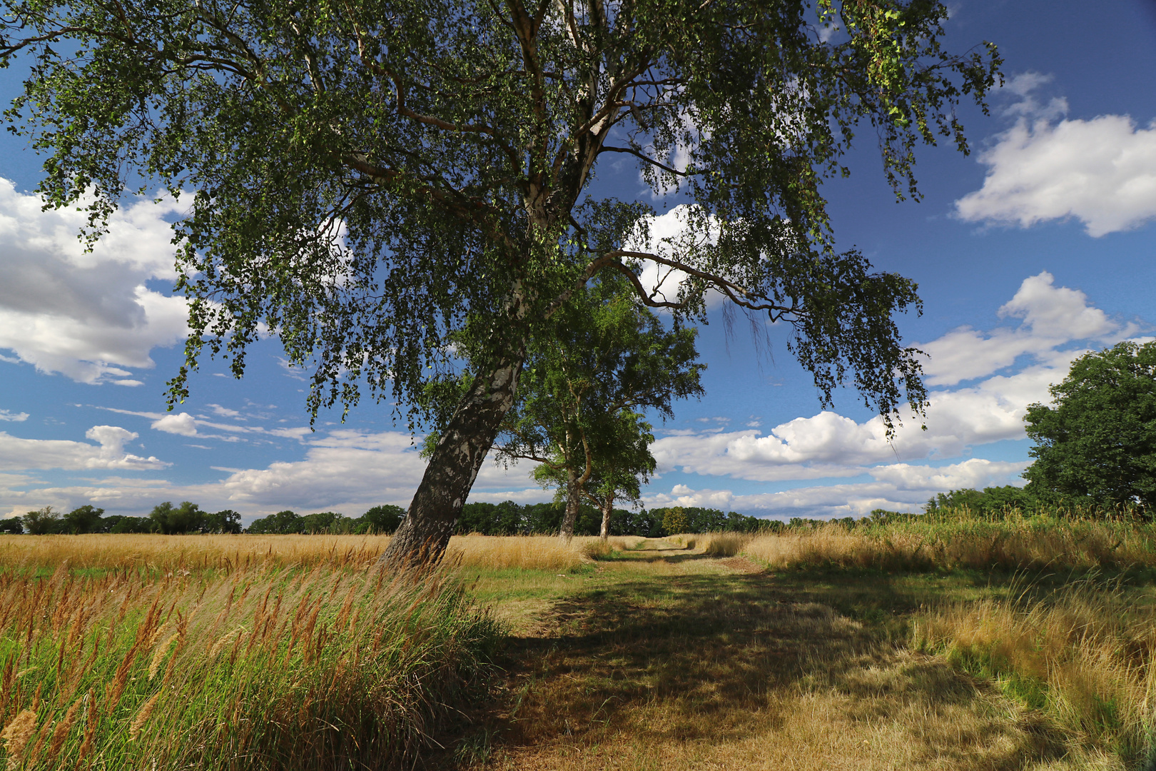 Birken am Weg 