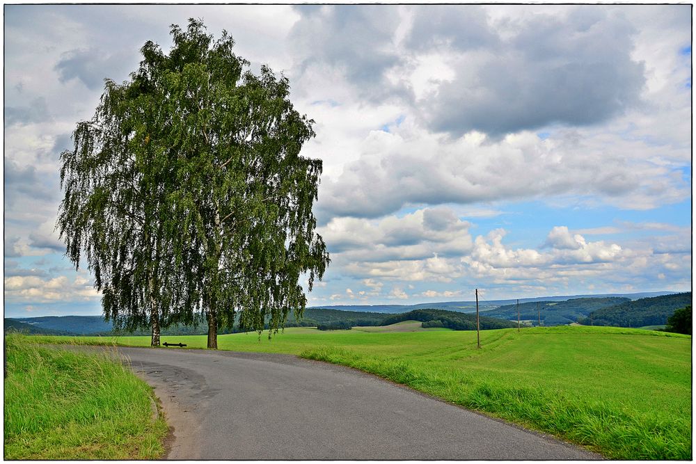 Birken am Weg