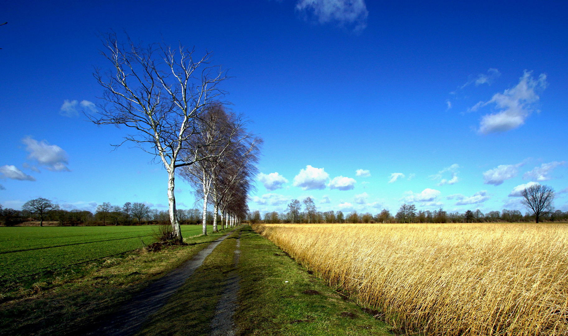 Birken am Wegesrand.