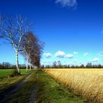 Birken am Wegesrand.