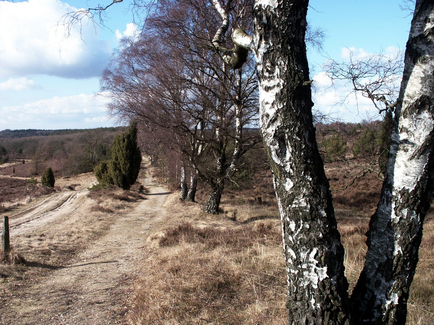 Birken am Wegesrand