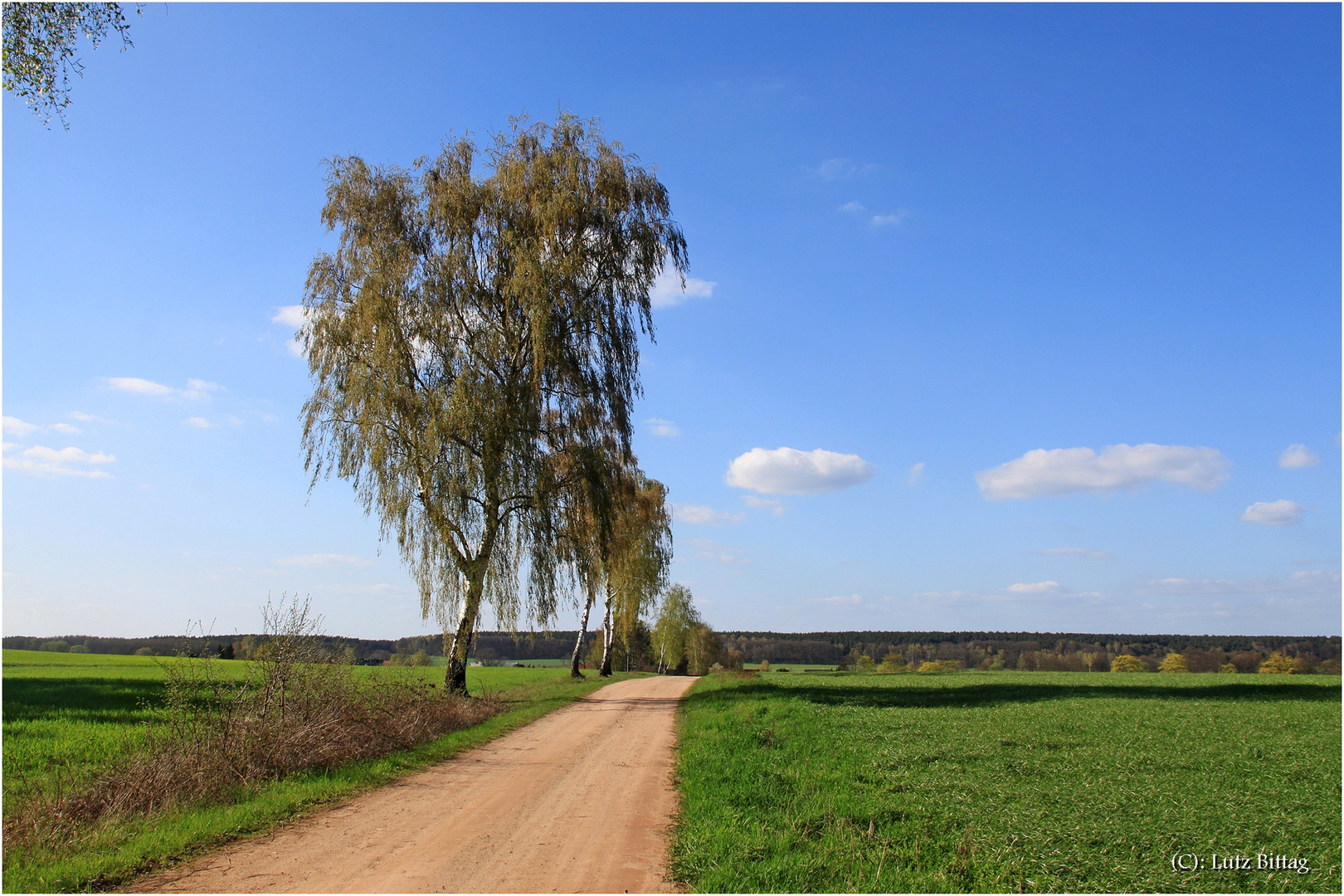 Birken am Wegesrand