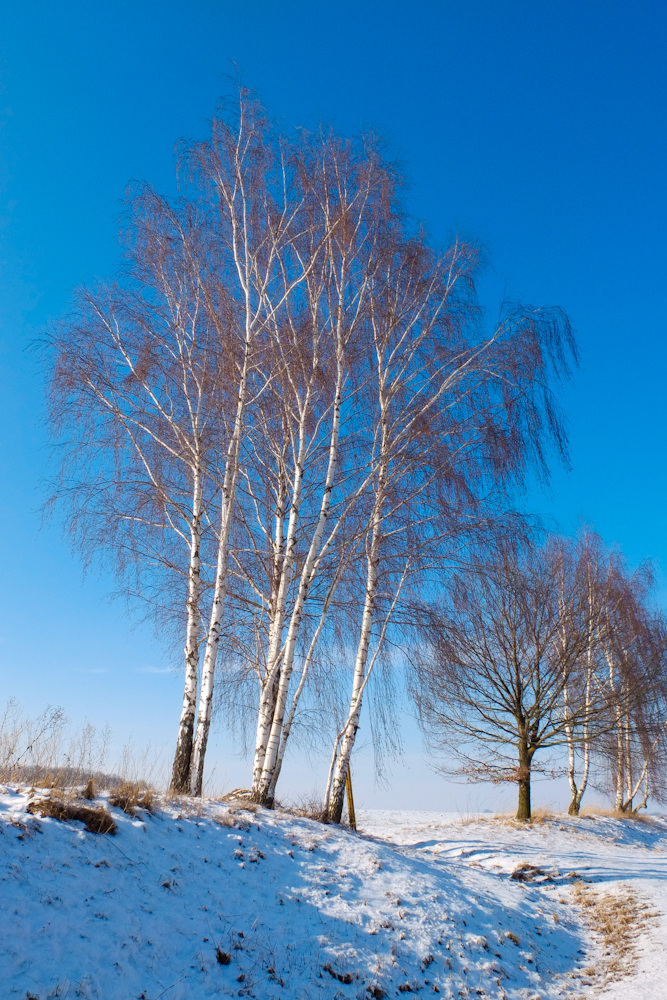 Birken am Wegrand