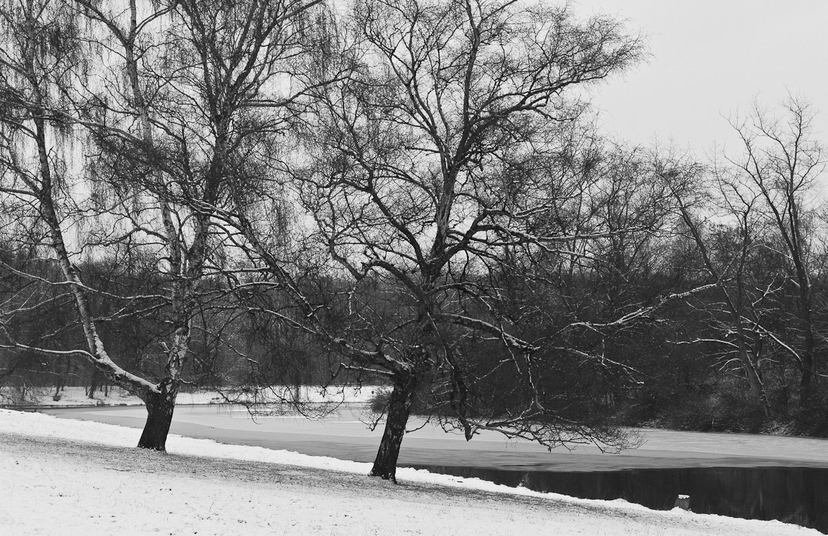 Birken am Weiher