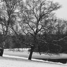 Birken am Weiher