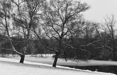 Birken am Weiher