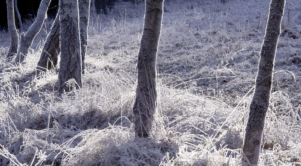 Birken am Wintermorgen von Willi Schmitz