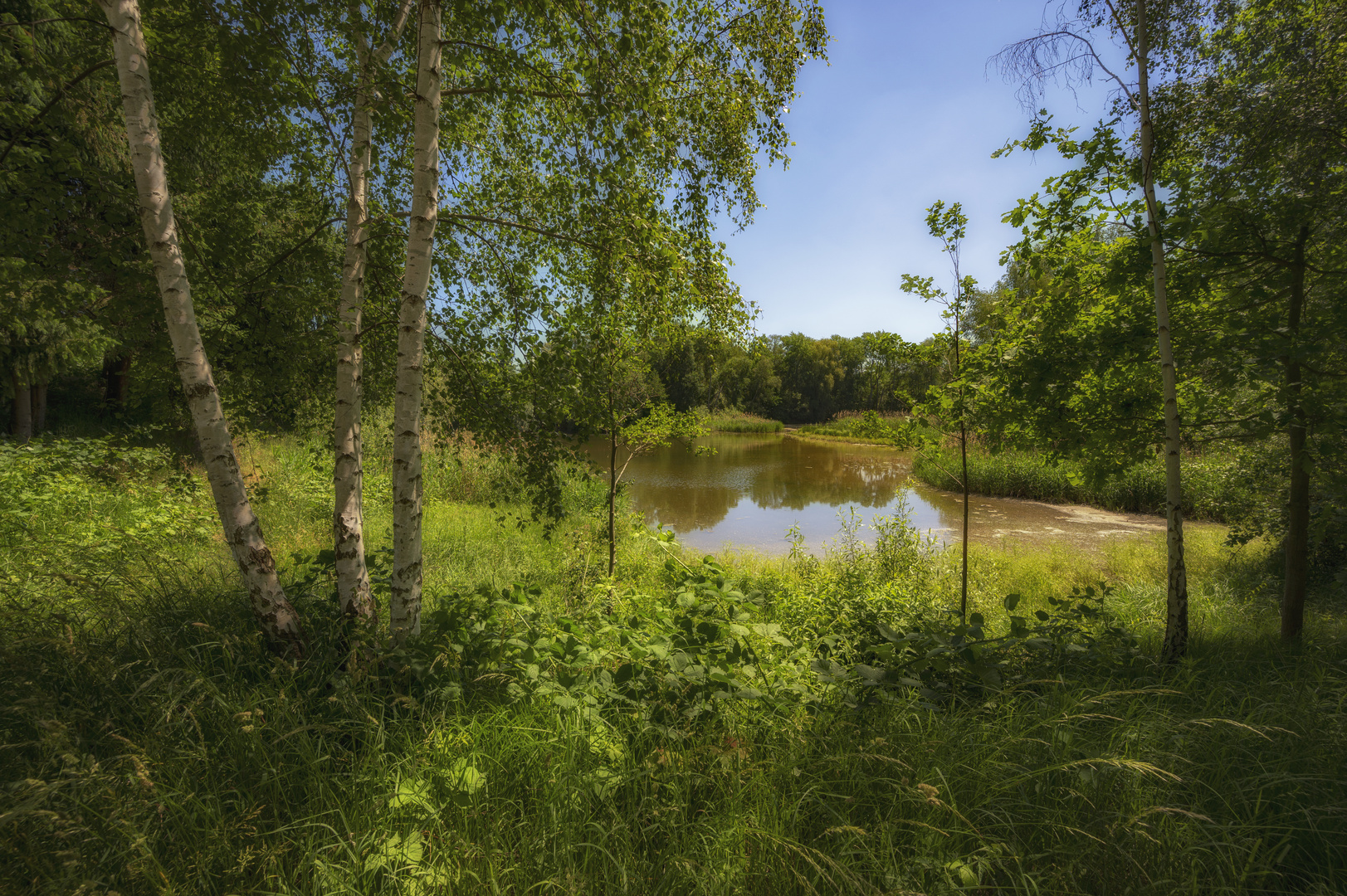 Birken an der Bauernkuhle