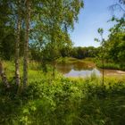 Birken an der Bauernkuhle