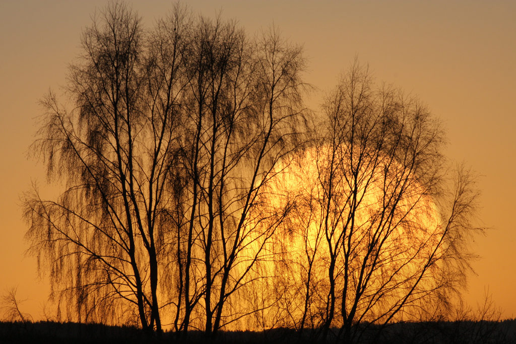 Birken an einem Herbstabend