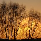 Birken an einem Herbstabend