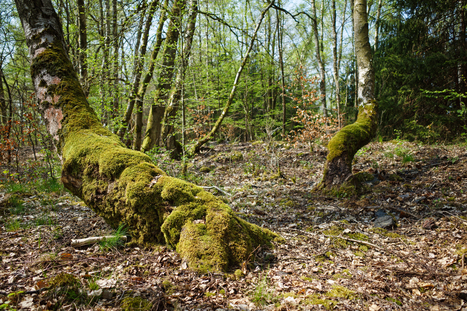 Birken auf der Halde Brefeld (Saarland)