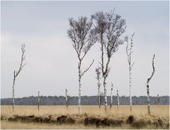 Birken auf der Heide