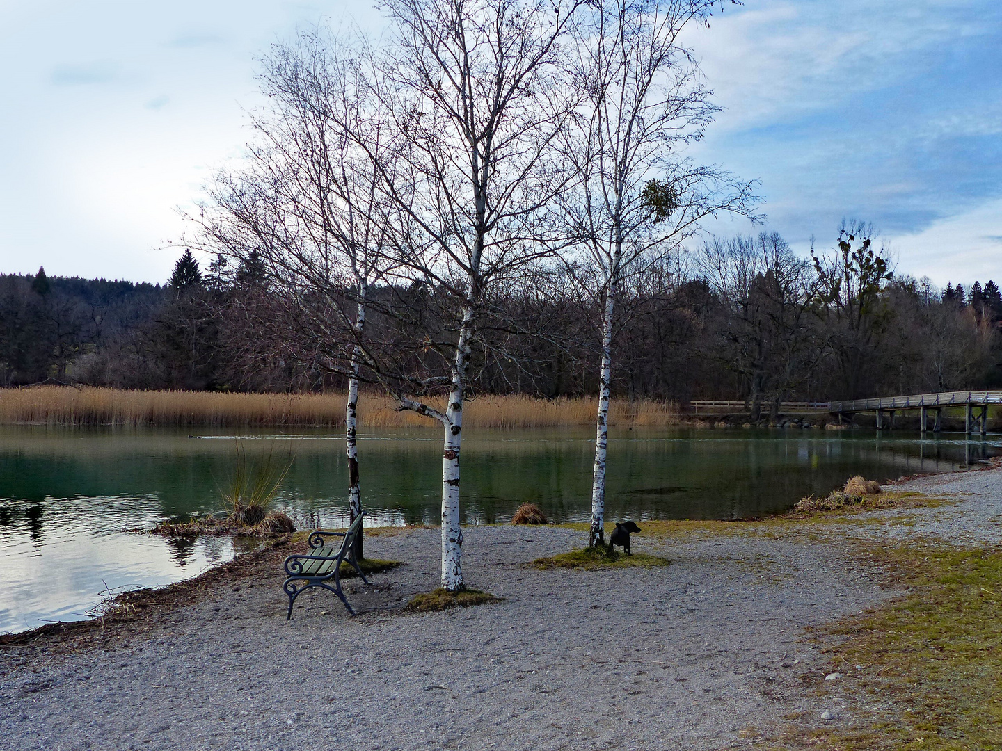 Birken, Bank und Hund