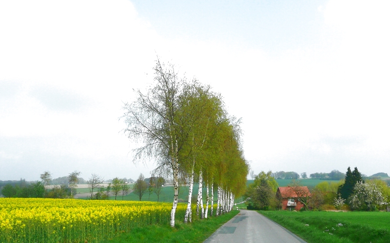 Birken begrüßen den Frühling