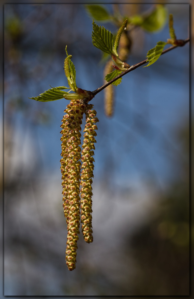 Birken-Blüte