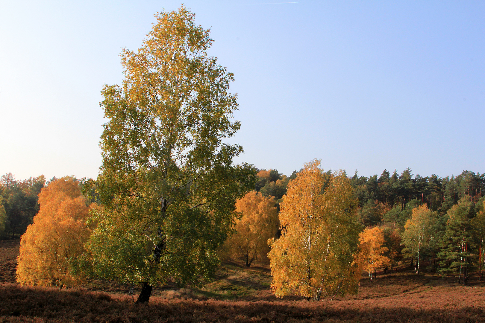 Birken dominieren die Heide...