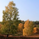 Birken dominieren die Heide...