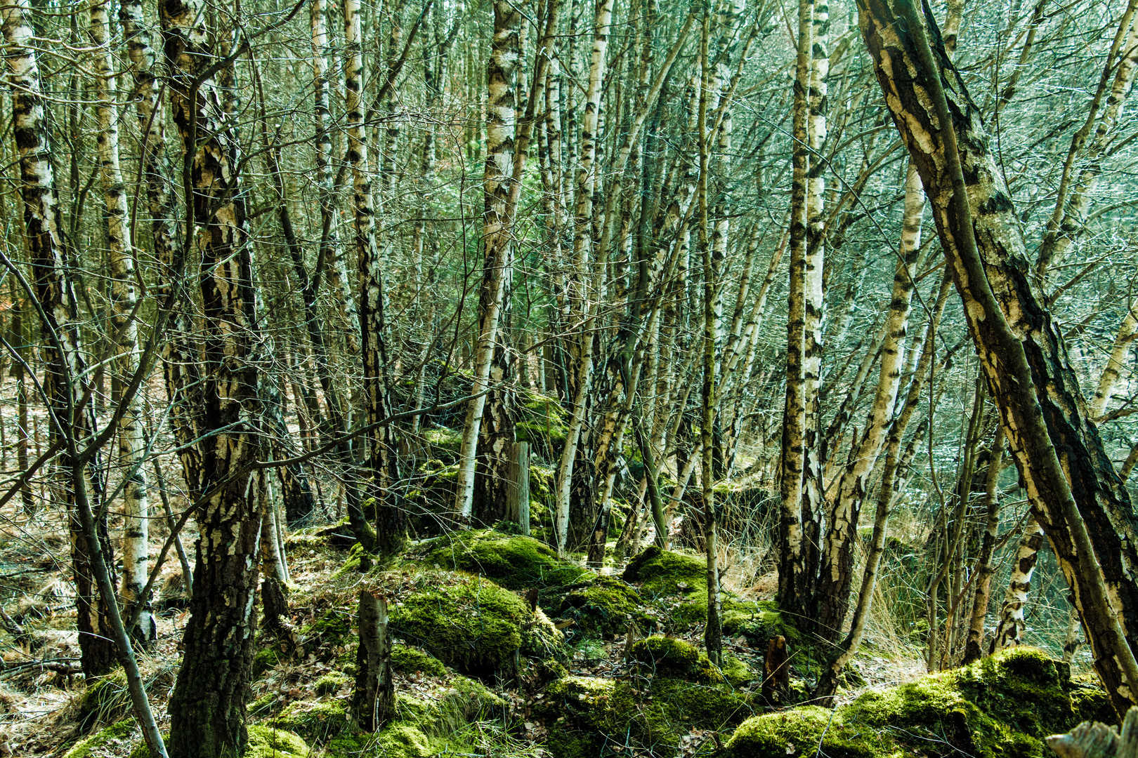 Birken Foto & Bild landschaft, natur Bilder auf