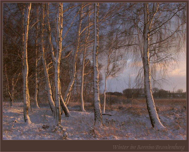 Birken Foto & Bild landschaft, pilze, natur Bilder auf