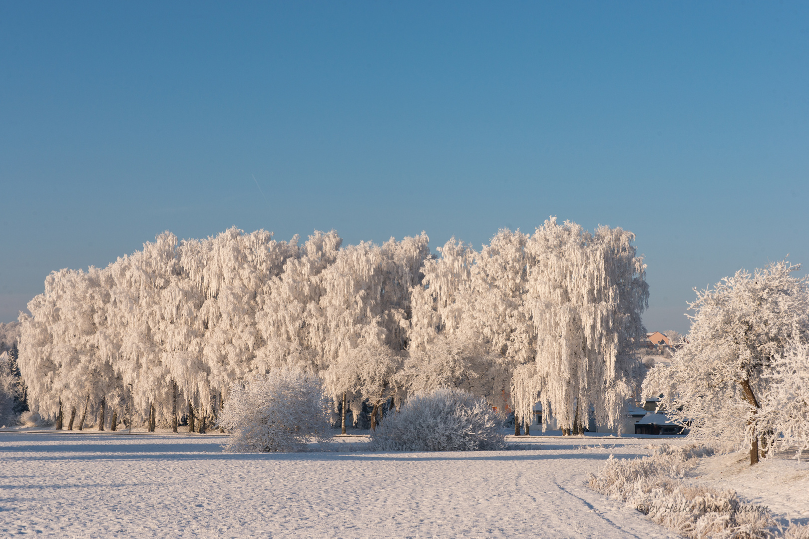 Birken