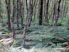 Birken-, Farn-, Moorwald am Steinhuder Meer