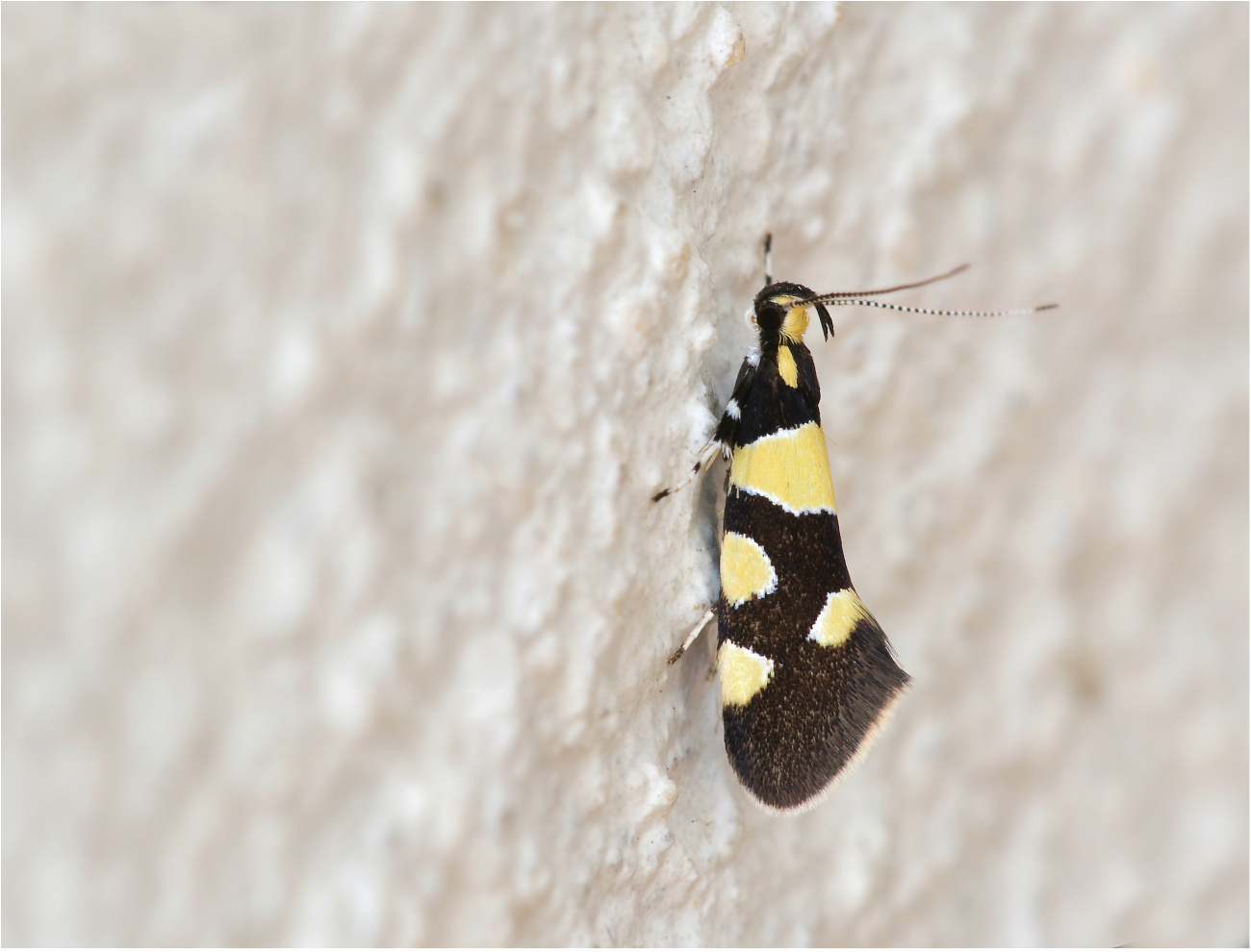 Birken-Faulholzmotte (Eratophyes amasiella)