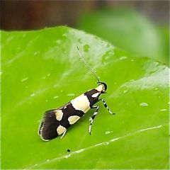 Birken-Faulholzmotte (Eratophyes amasiella)