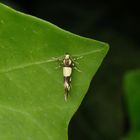 Birken-Faulholzmotte (Eratophyes amasiella) auf Efeu