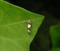 Birken-Faulholzmotte (Eratophyes amasiella) auf Efeu