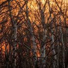 Birken gegen Sonnenaufgang