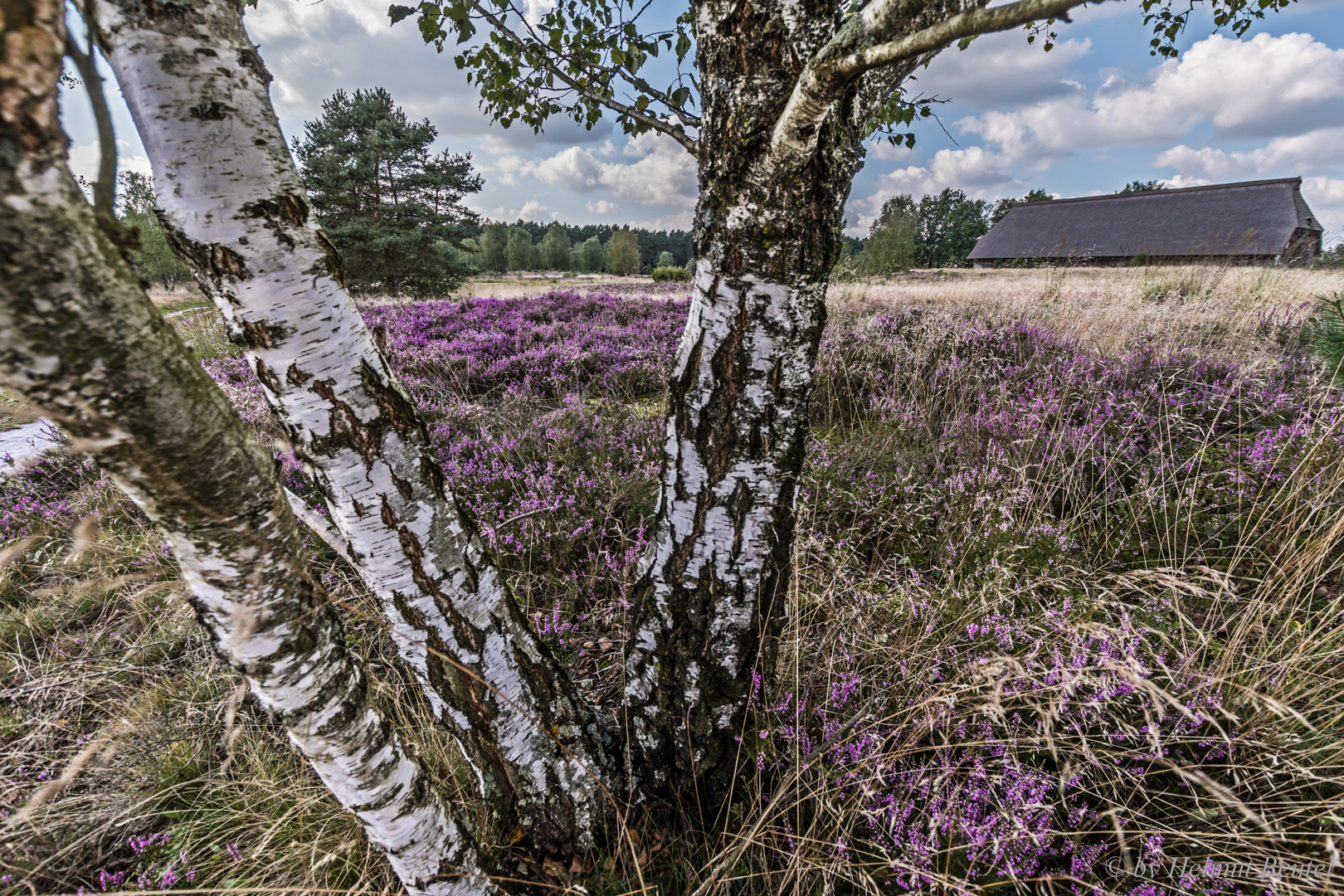 Birken, Heide und Schafstall