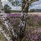 Birken, Heide und Schafstall