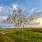 Birken im Abendlicht