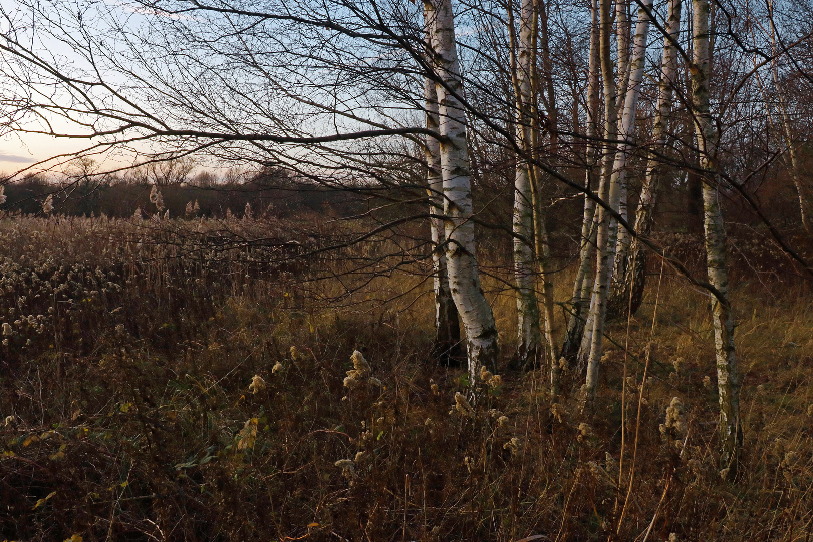 Birken im Abendlicht 