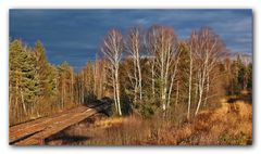 Birken im Abendlicht