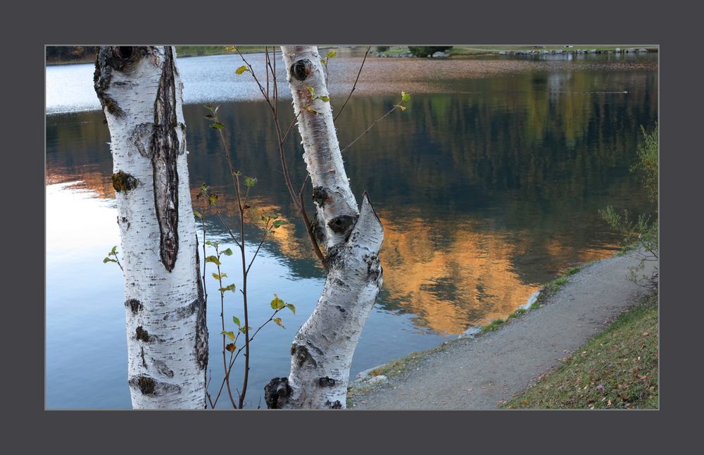 Birken im Abendlicht