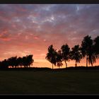 Birken im Abendrot