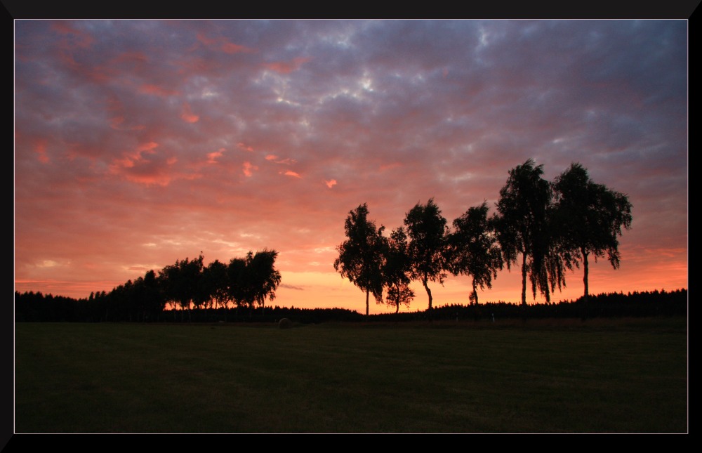 Birken im Abendrot