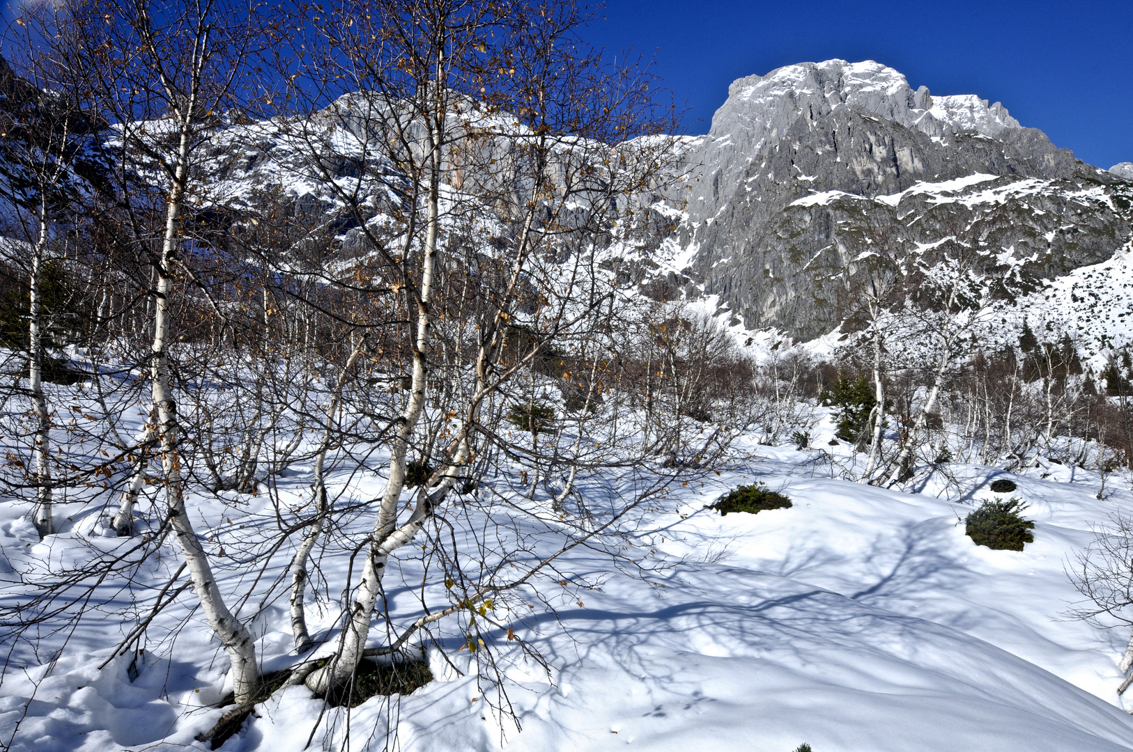 Birken im Birgkar