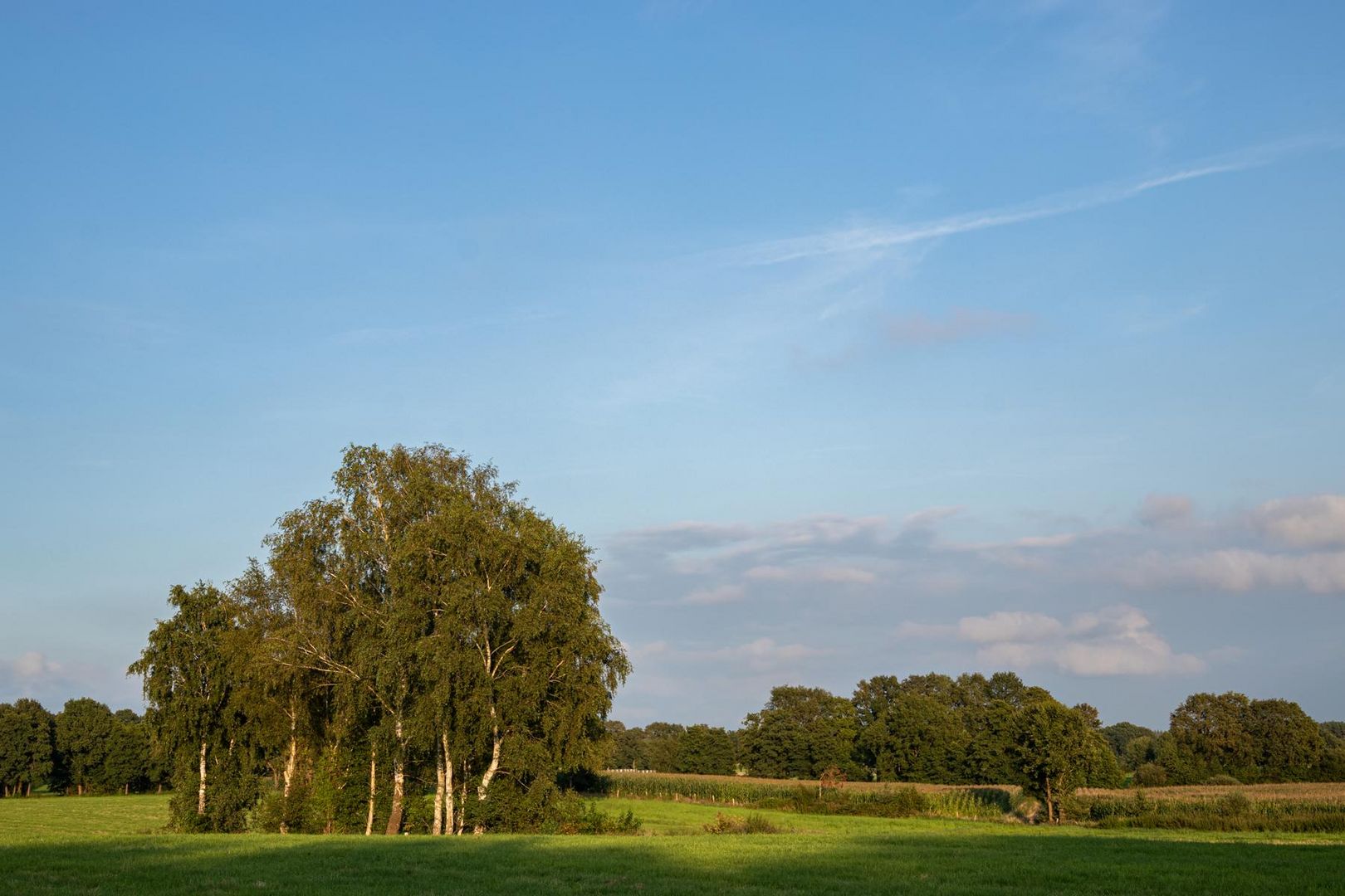 Birken im Feld