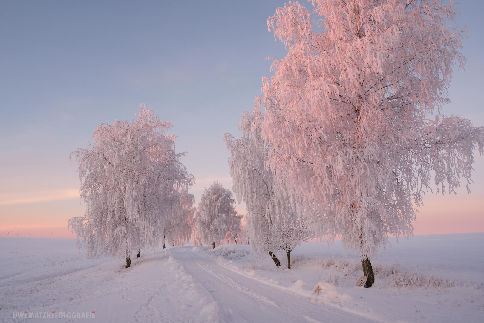 Birken im Frost